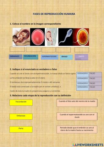 Fases de la reprodución humana