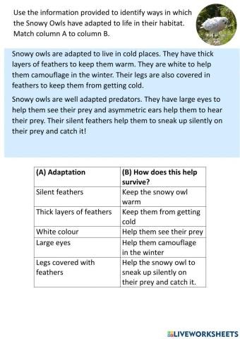 Snowy Owl Adaptations