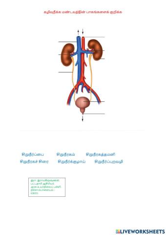 Organ System