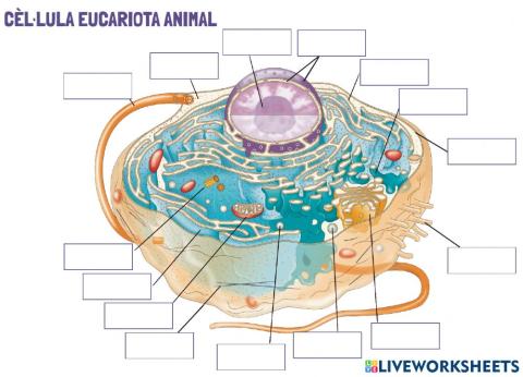 Cèl·lula eucariota animal