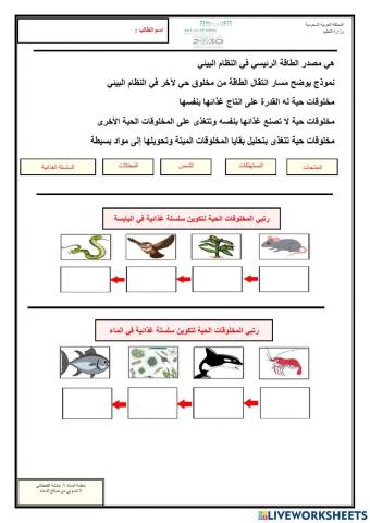 السلاسل والشبكات الغذائية-1