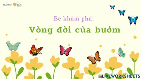 Bé khám phá vòng đời của bướm