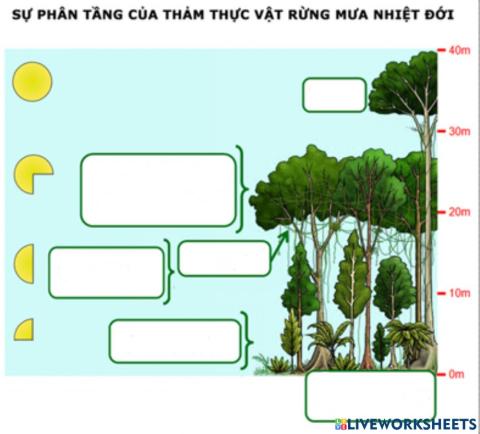 Sự phân tấng ở rừng mưa nhiệt đới