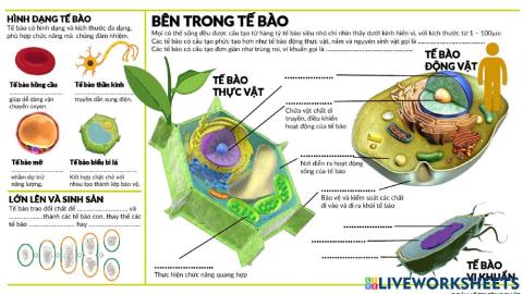 Tế bào