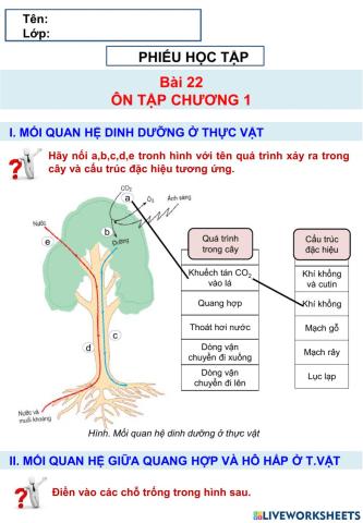 Sinh 11 - bài 22 - ôn tập chương 1