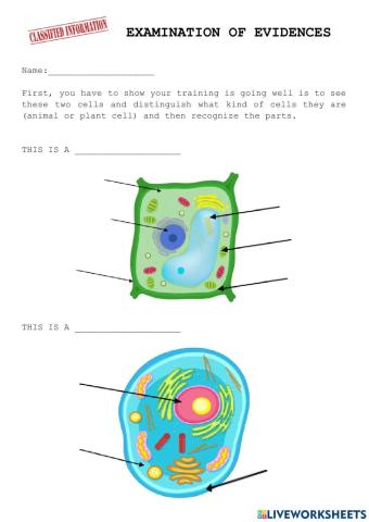 Cell recognition