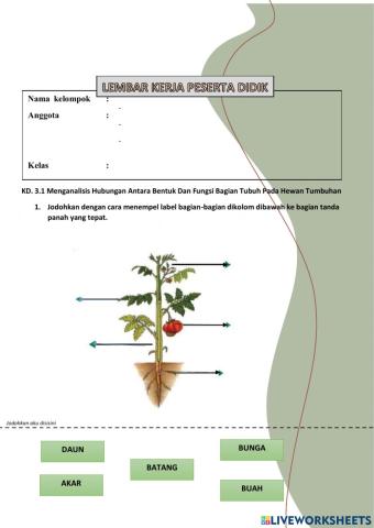 LKPD bagian bagian tumbuhan