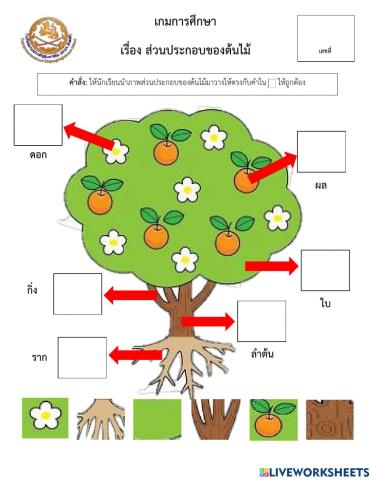 เกมการศึกษา ส่วนประกอบของต้นไม้