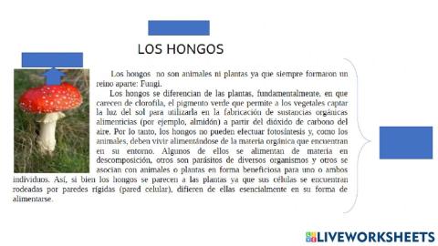 Texto Informativo - hongos