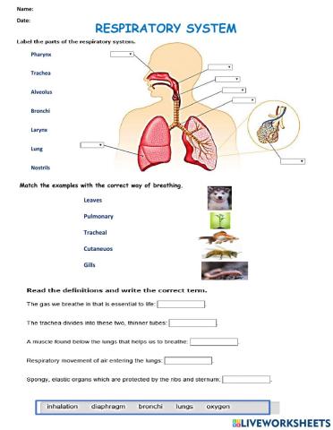 Respiratory system