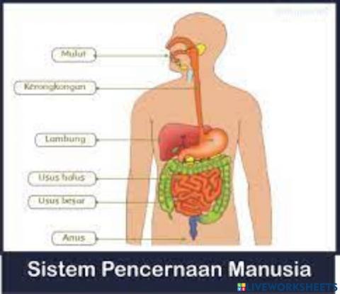 Sistem pencernaan