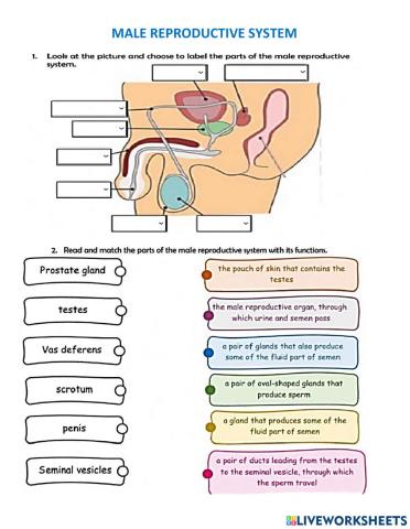 Male reproductive system