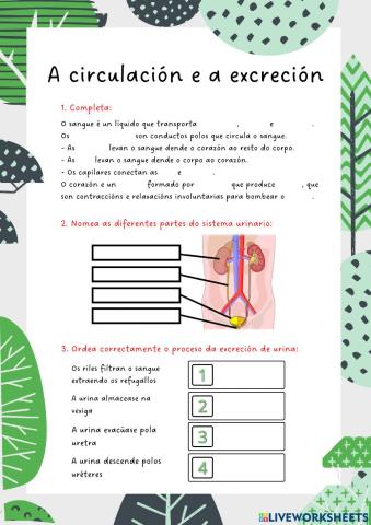 A Circulación e a Excreción