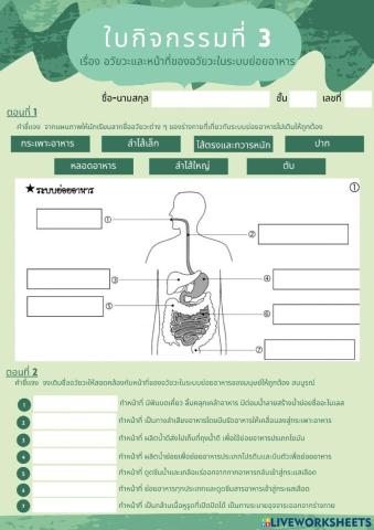 ใบกิจกรรมที่ 3 อวัยวะและหน้าที่ของอวัยวะในระบบย่อยอาหาร