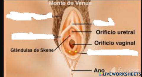 Aparell reproductor femeni extern