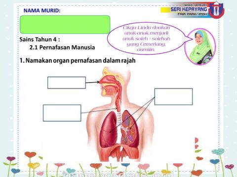 Sains Tahun 4 : pernafasan manusia