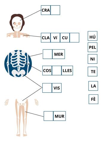 Esquelet humà