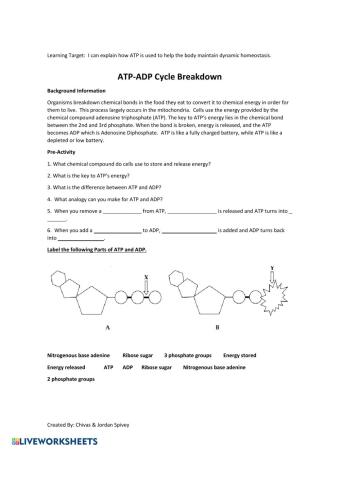 ATP and ADP Cycling