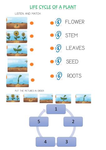 Life cycle of a plant