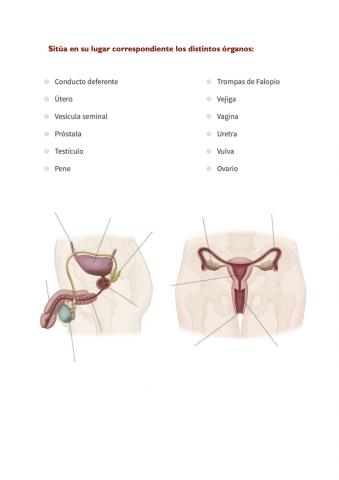 Aparatos reproductores