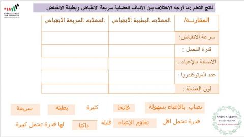 العضلات