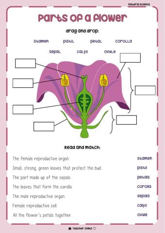 Parts of a flower