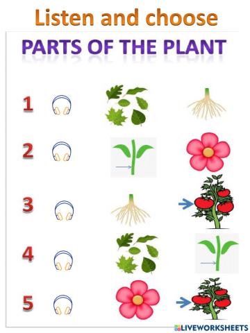 Parts of the plants