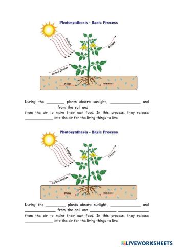 Plant respiration