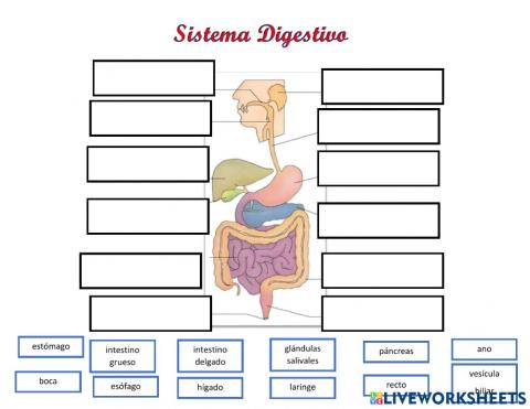 Sistema Digestivo