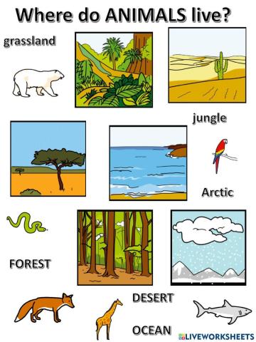 Animal habitats