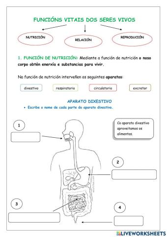 Aparato dixestivo e respiratorio