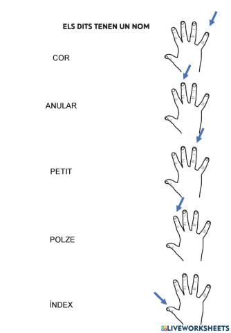 Els dits tenen un nom