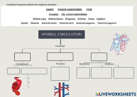 Esquema de l'aparell circulatori