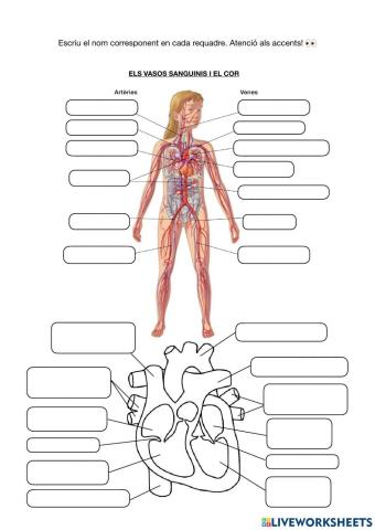 Els vasos sanguinis i el cor