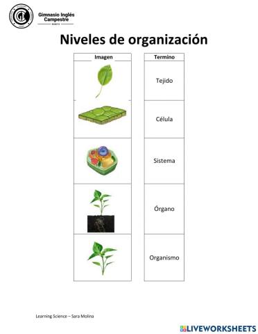 Niveles de organización