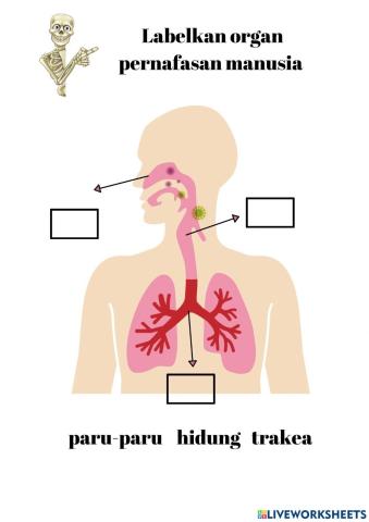 Organ Pernafasan Manusia