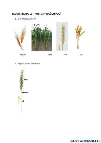 Ekosystém pole - rostliny našich polí
