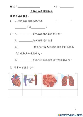 五年级科学 人体的血液循环系统