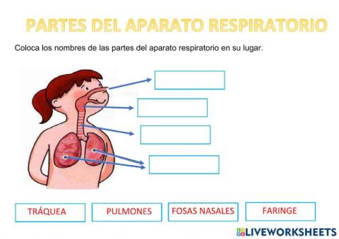 Partes del aparato respiratorio