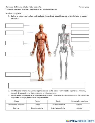 Función e importancia del sistema locomotor