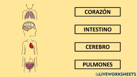 Órganos importantes