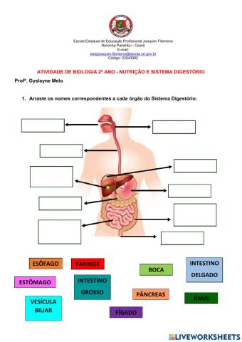 Atividade de Sistema Digestório