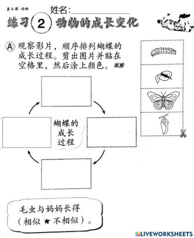 Y2 动物