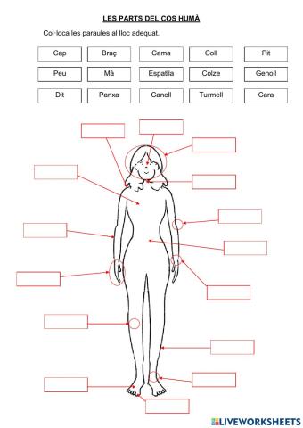 Les parts del cos humà