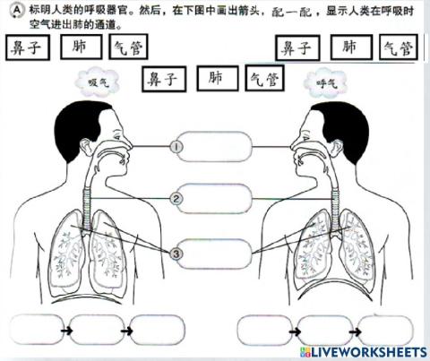 科学-四年级