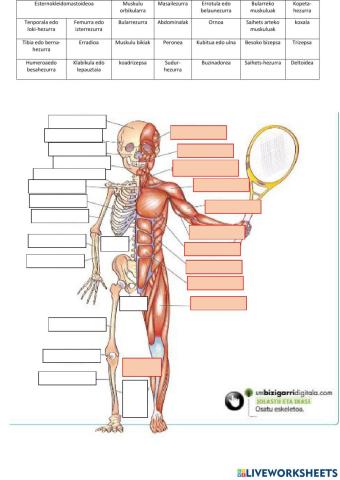 Hezurrak eta muskuluak