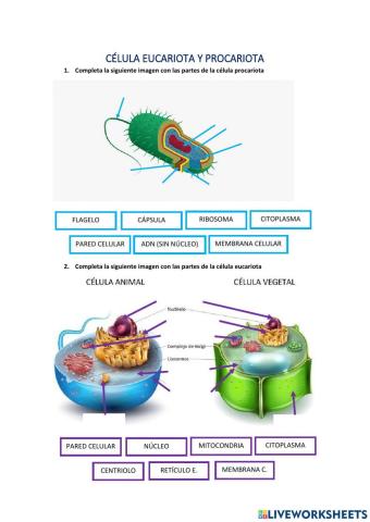 Célula procariota y eucariota