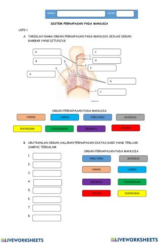 LKPD  Sistem Pernapasan Manusia