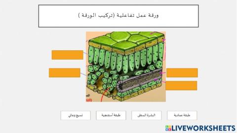 تركيب الورقة