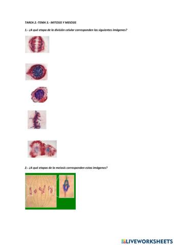 Mitosis y meiosis